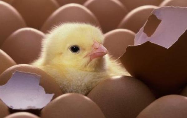 كيف يفقس بيض الدجاج