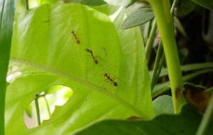 كيفية إبعاد النمل عن الزرع