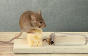 كيفية اصطياد الفئران في المنزل
