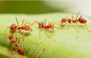 كيفية تكاثر النمل