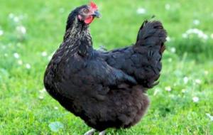 ما هو الدجاج الأسود
