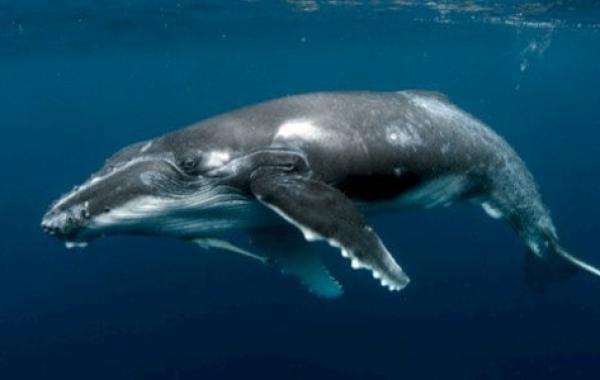 ما هي أنواع الحيتان