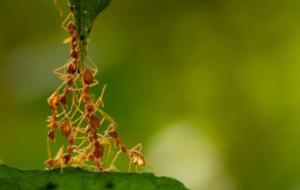 ماذا نتعلم من النمل