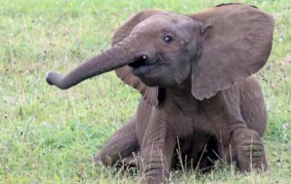 ماذا يسمى صغير الفيل