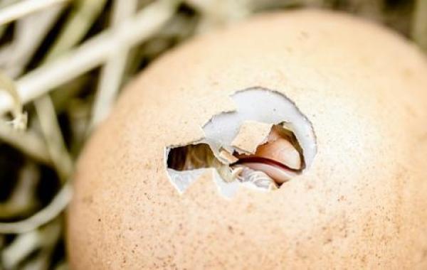 مراحل تطور جنين بيضة الدجاج