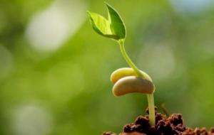 مراحل نمو بذرة الفاصولياء