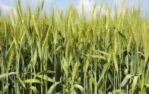 مراحل نمو نبتة القمح