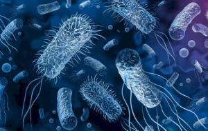 معلومات عن البكتيريا
