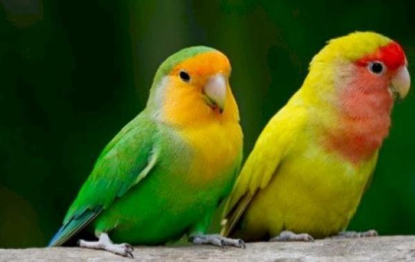 معلومات عن عصافير الحب