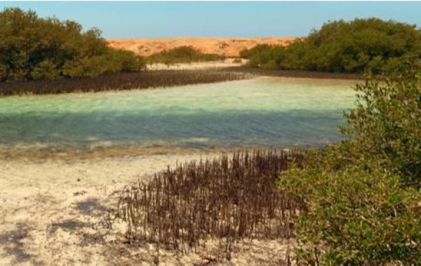 معلومات عن غابات المانجروف في مصر