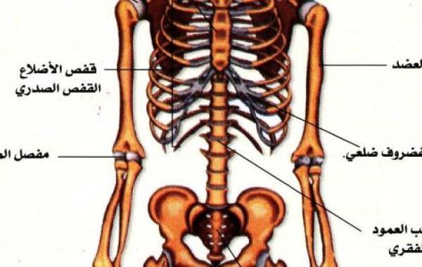 مقال علمي عن الجهاز العظمي