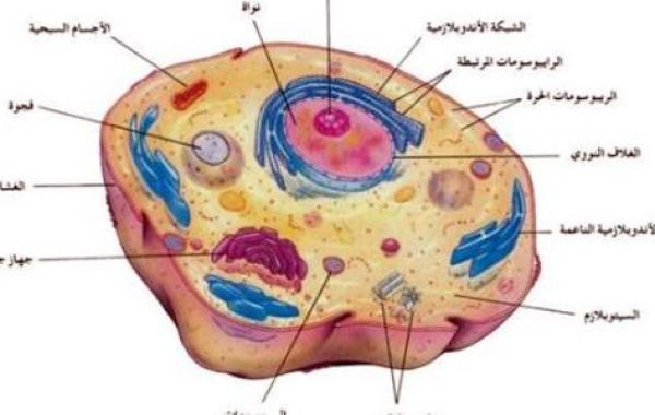 مكونات الخلية