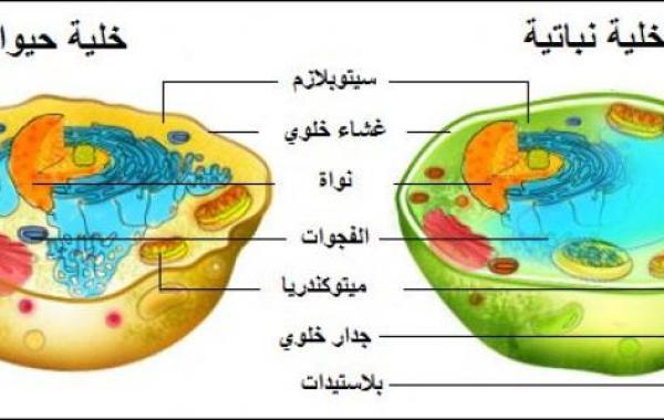 مكونات الخلية الحيوانية