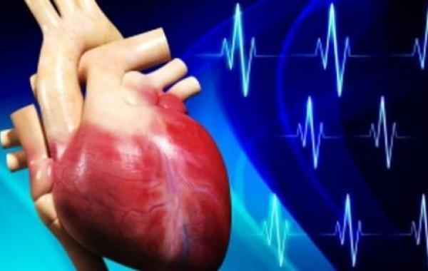 مكونات القلب في جسم الإنسان