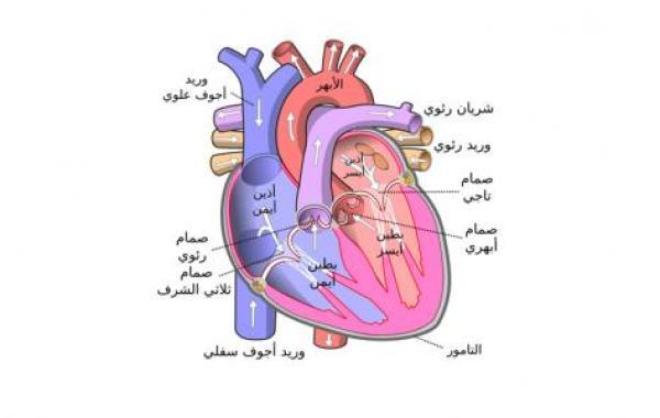 أكبر وريد في جسم الإنسان