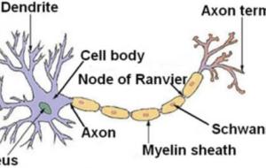 أجزاء الخلية العصبية