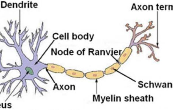 أجزاء الخلية العصبية