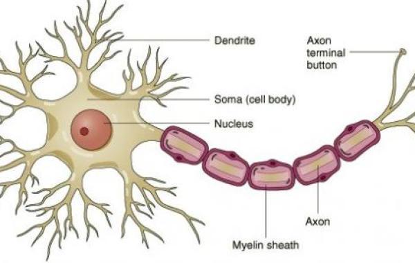 أنواع الخلايا العصبية