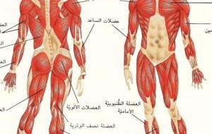 أنواع العضلات