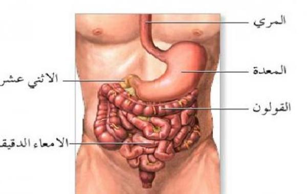 أين تقع المعدة في جسم الإنسان