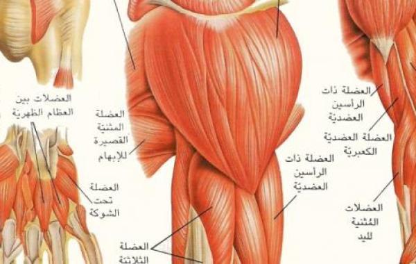 بحث حول حركة العضلات