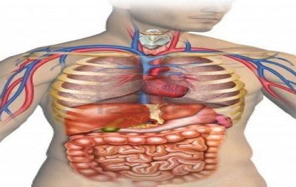 كم جهاز في جسم الإنسان