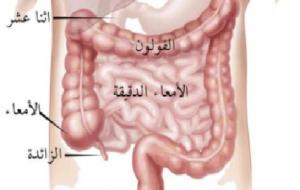 كم طول الأمعاء الدقيقة في جسم الإنسان