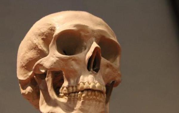 كم عدد عظام جمجمة الإنسان