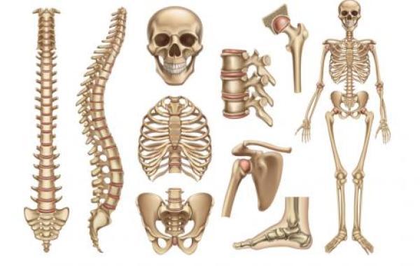 كم عظمة في جسم الإنسان