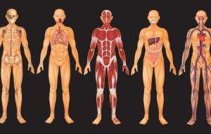 ما هي أجزاء جسم الإنسان