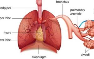 ما هي أعضاء الجهاز التنفسي