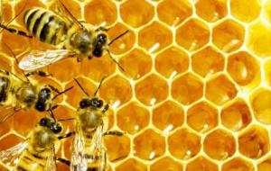 أمراض النحل وطرق علاجها