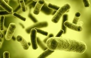 الفطريات والبكتيريا