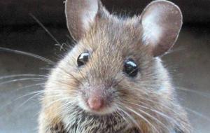 تأثير سم الفئران على الإنسان