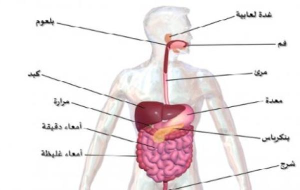 كيفية وقاية الجهاز الهضمي