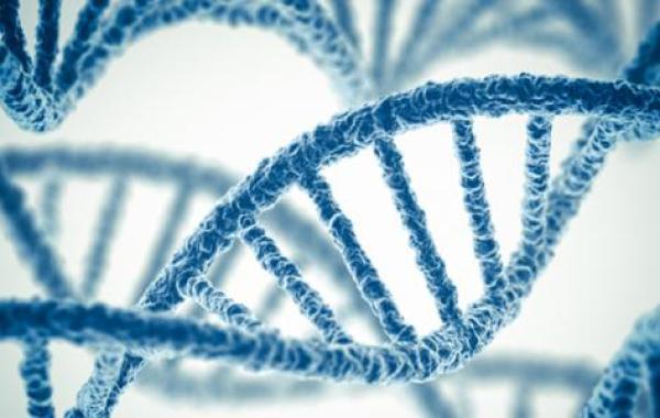 مراحل الهندسة الوراثية