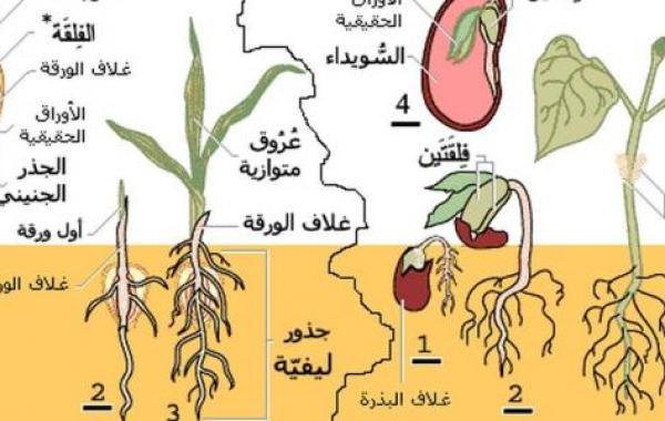 مظاهر النمو عند النبات