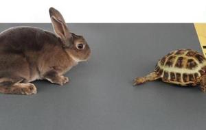 قصة الأرنب والسلحفاة