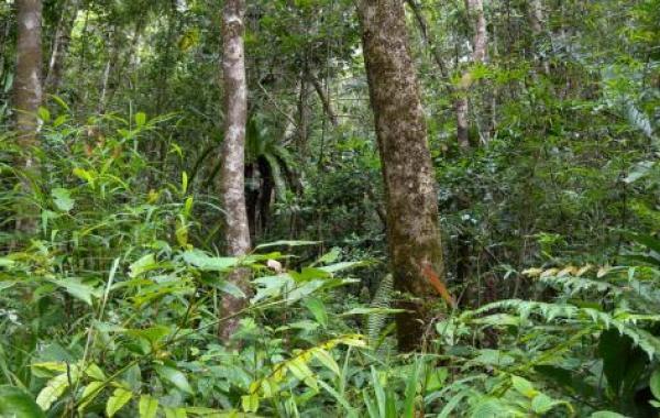 ما أهمية الغابات المطرية