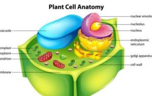 مكونات الخلية النباتية ووظائفها