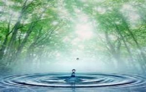 أهمية الماء للنبات