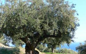 شجرة الزيتون في فلسطين