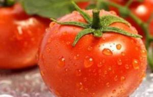 كم مدة زراعة الطماطم