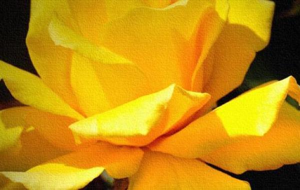ما معنى الوردة الصفراء