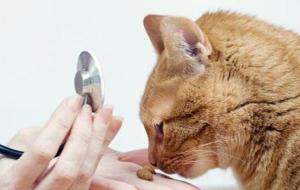 أمراض القطط وطرق علاجها