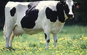 أنواع البقر