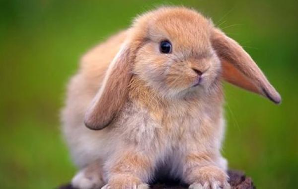 صغير الأرنب