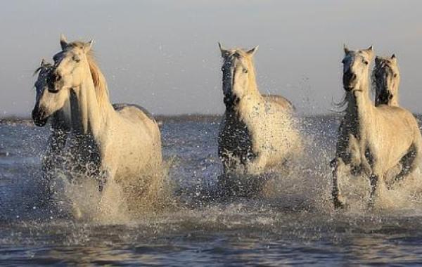 صفات الخيل بشكل عام