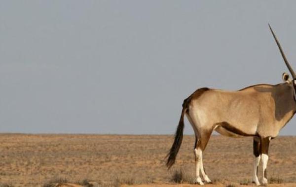 صفات المها العربي وموطنه