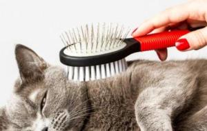 أسباب تساقط شعر القطط